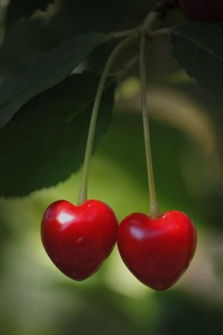 Хостинг картинок yapx.ru