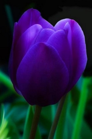 Хостинг картинок yapx.ru