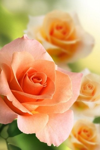 Хостинг картинок yapx.ru