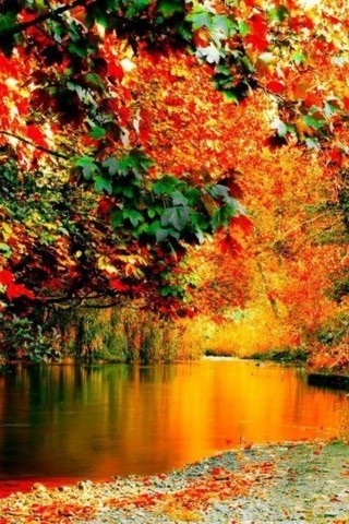 Хостинг картинок yapx.ru