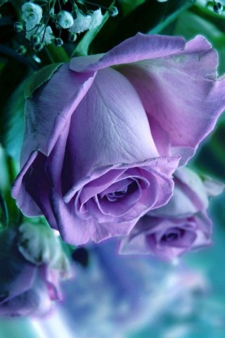 Хостинг картинок yapx.ru