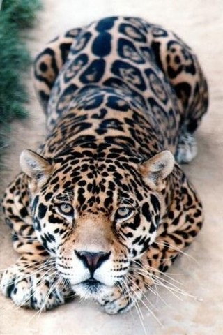 Хостинг картинок yapx.ru