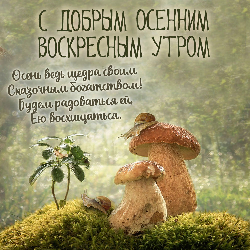 Хостинг картинок yapx.ru