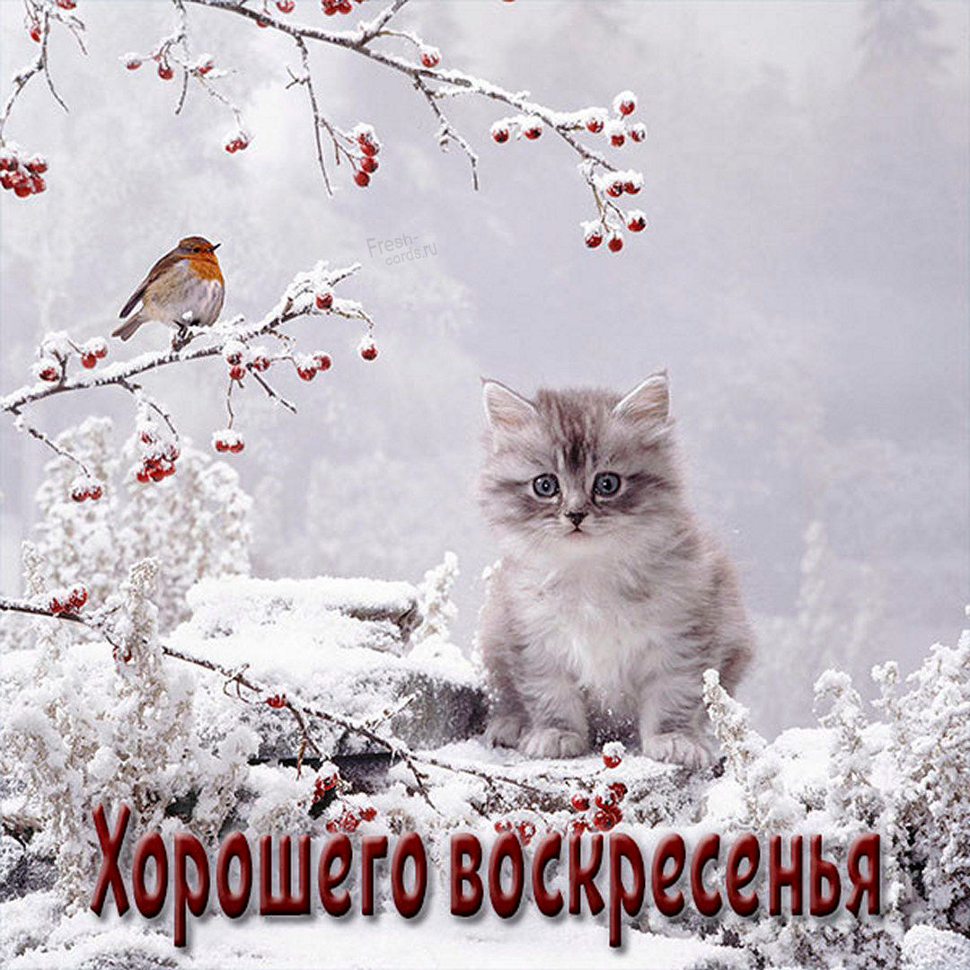 Хостинг картинок yapx.ru