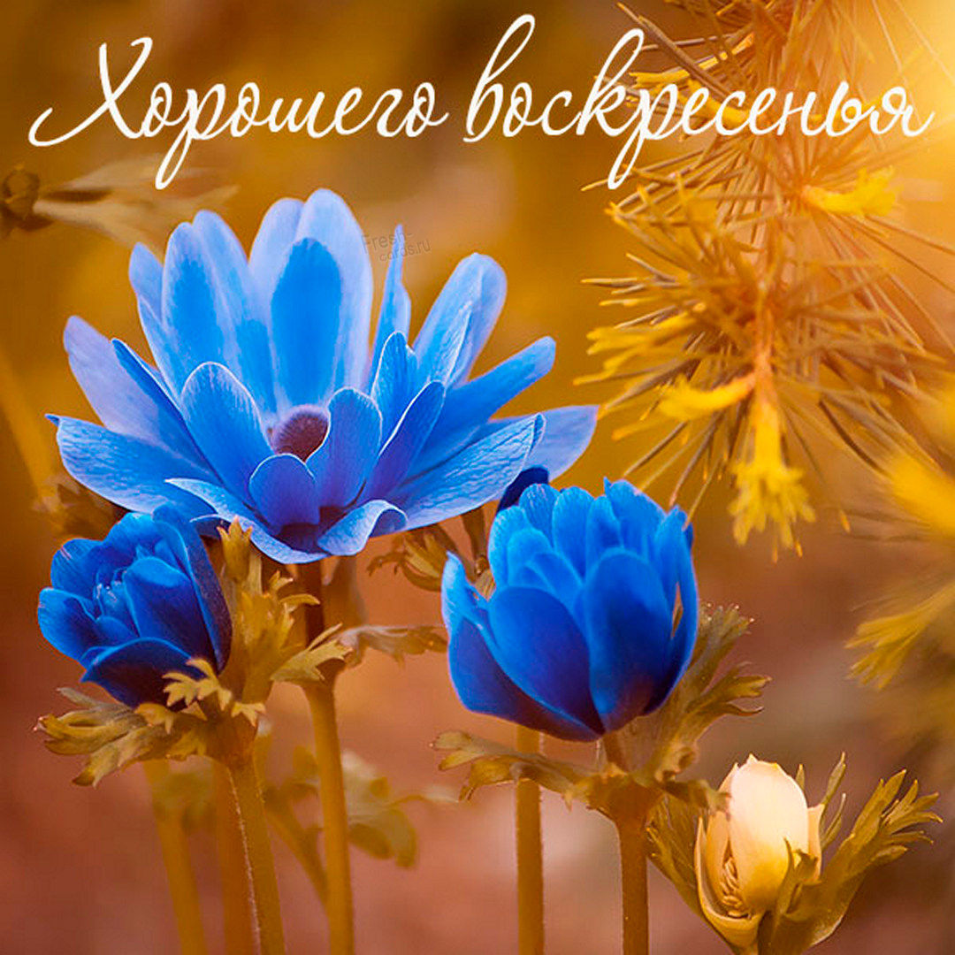 Хостинг картинок yapx.ru