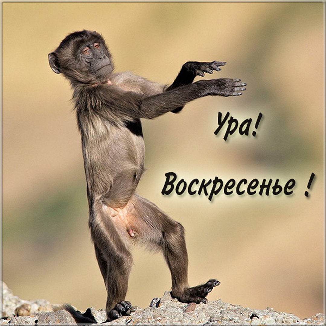 Хостинг картинок yapx.ru