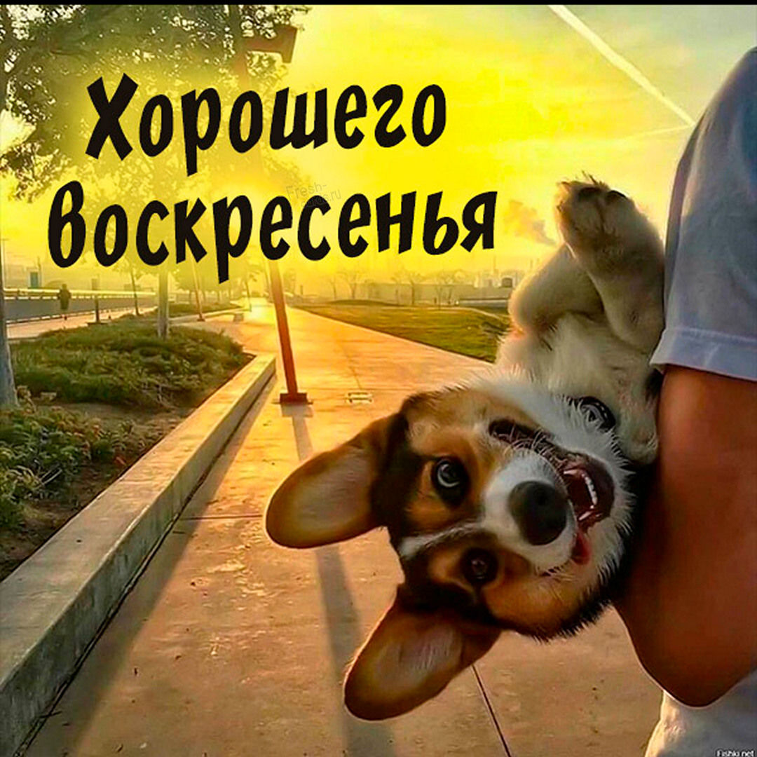 Хостинг картинок yapx.ru