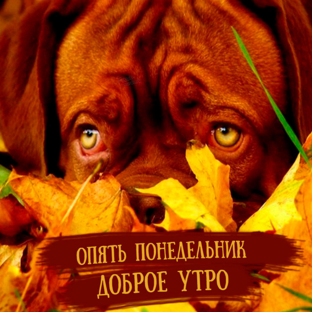 Хостинг картинок yapx.ru