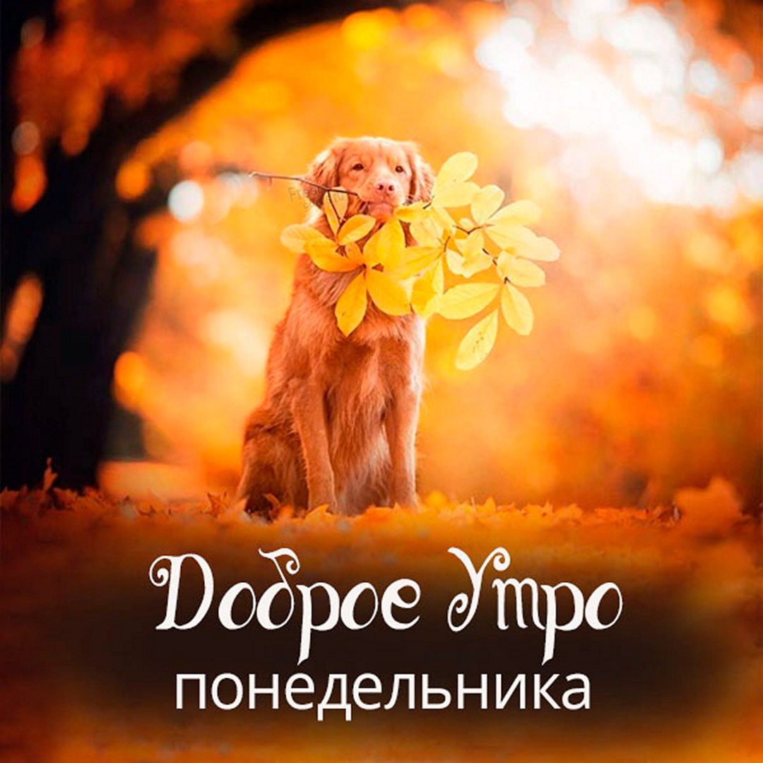 Хостинг картинок yapx.ru