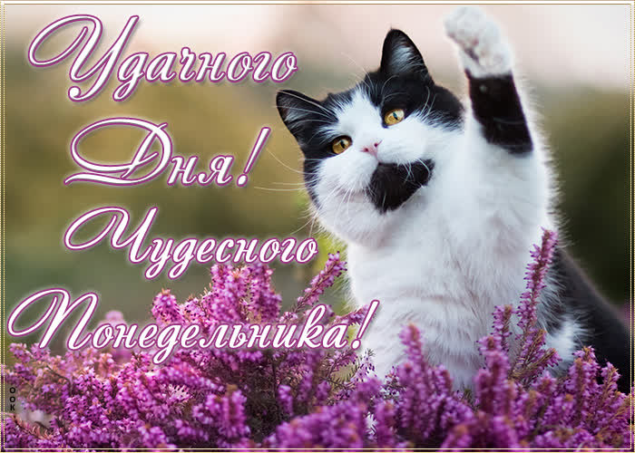 Хостинг картинок yapx.ru