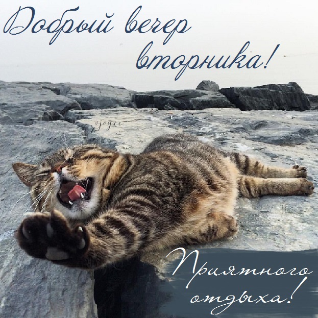 Открытка с добрым вечером вторника