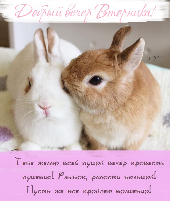 Картинки добрый вечер вторника - красивые и прикольные открытки с надписями...