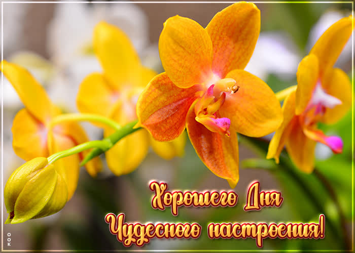 Хостинг картинок yapx.ru