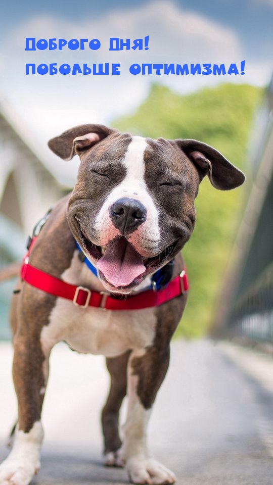 Хостинг картинок yapx.ru