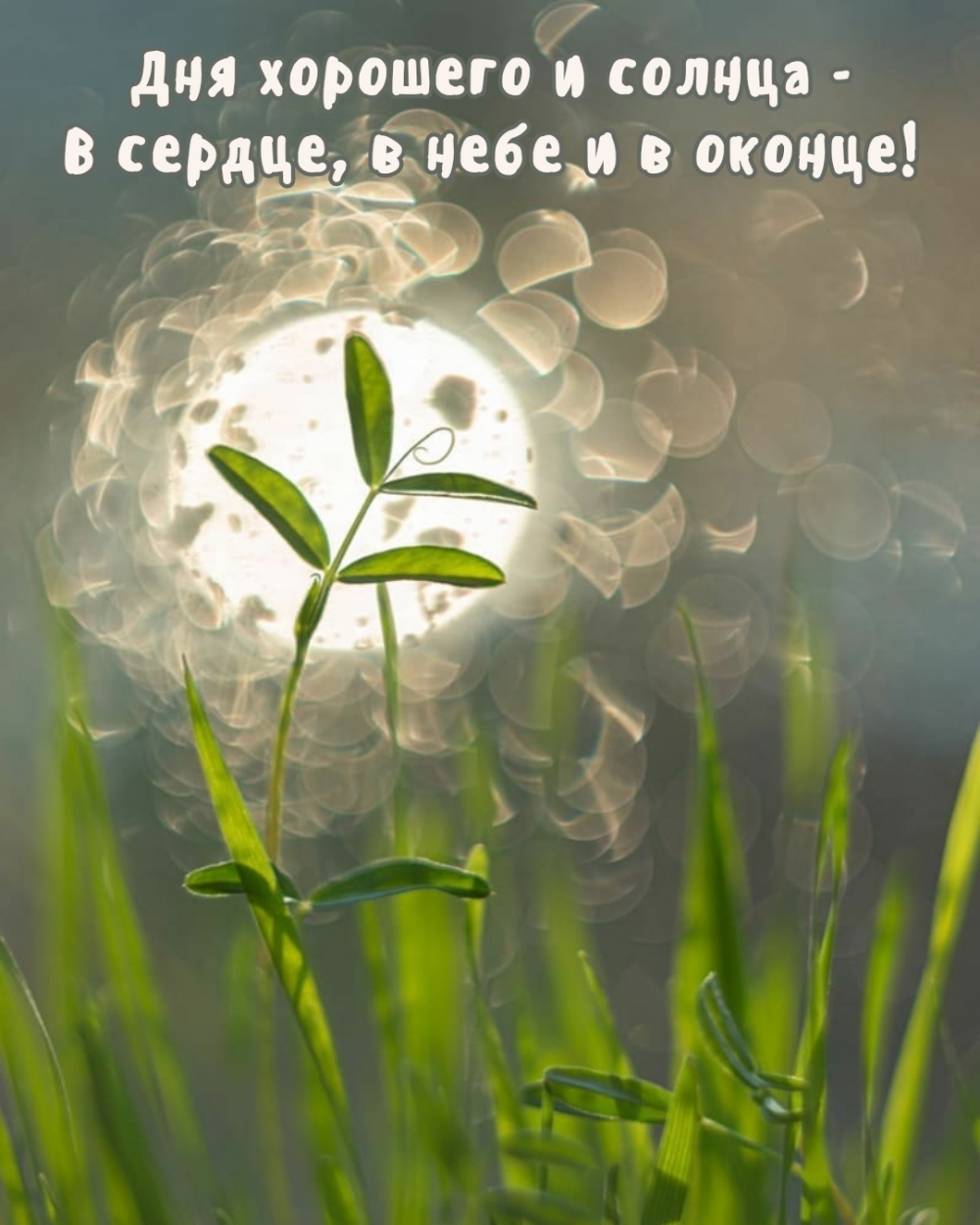 Открытка с яркими розами и пожеланием доброго дня. Открытка с яркими розами и пожеланием доброго дня.