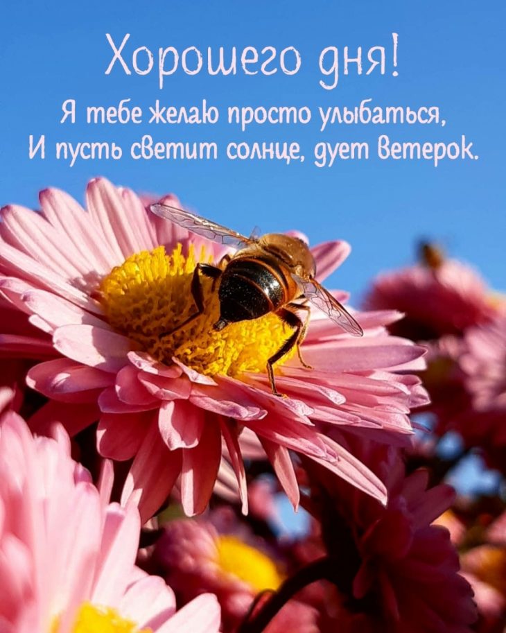 Хостинг картинок yapx.ru