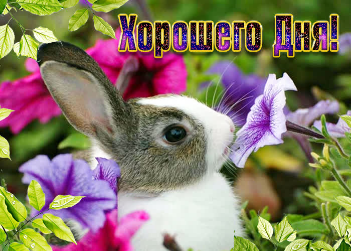 Хостинг картинок yapx.ru