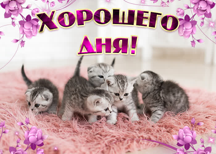 Хостинг картинок yapx.ru