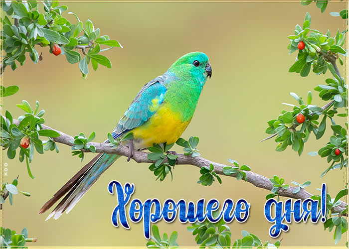 Хостинг картинок yapx.ru