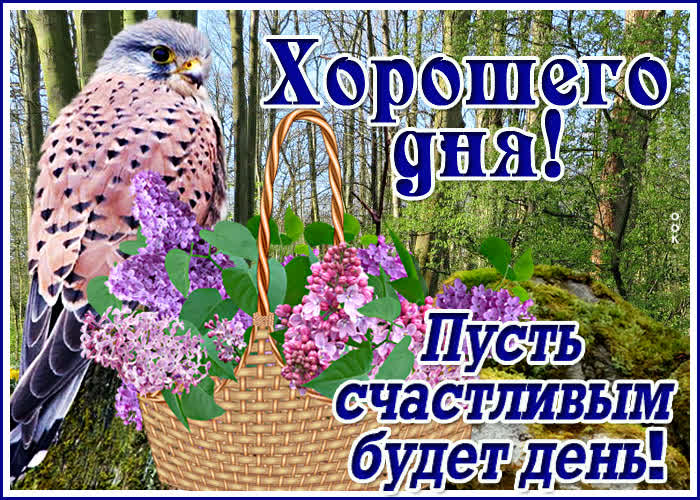 Хостинг картинок yapx.ru