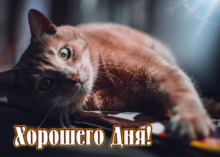 Хостинг картинок yapx.ru