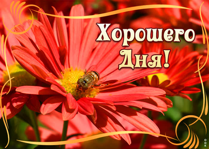 Хостинг картинок yapx.ru