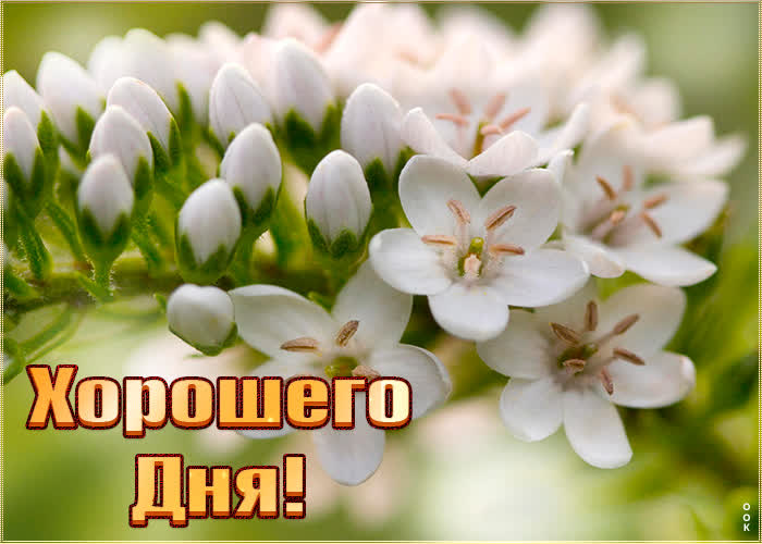 Хостинг картинок yapx.ru