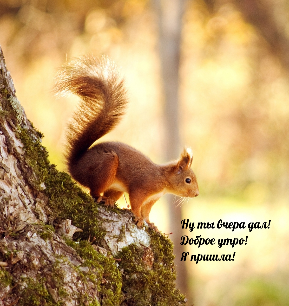 Хостинг картинок yapx.ru