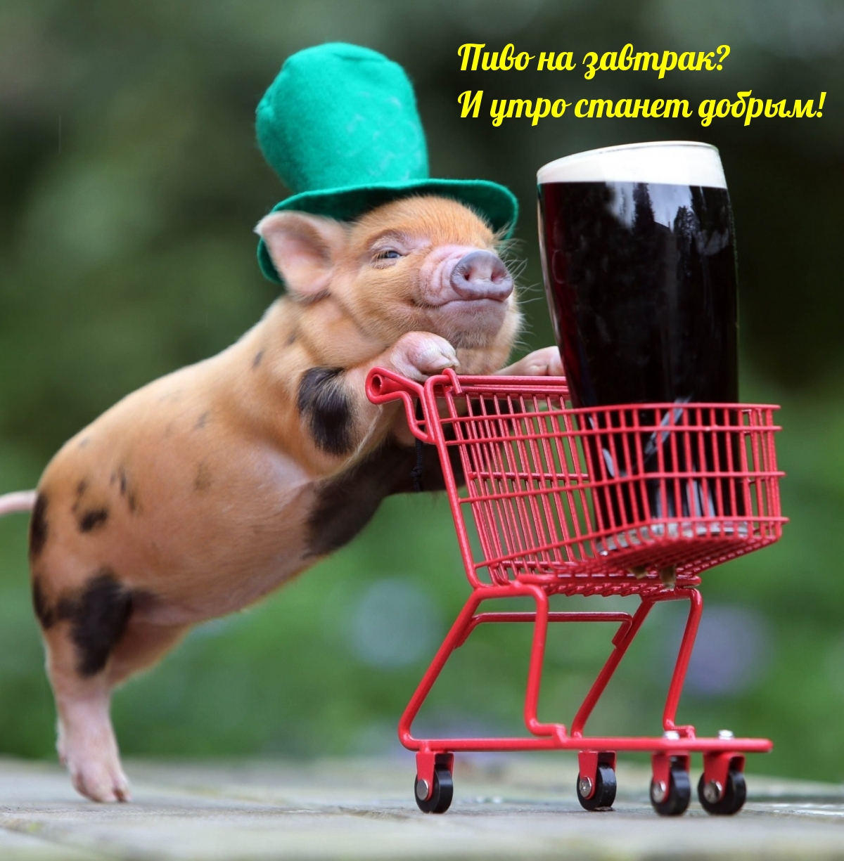 Хостинг картинок yapx.ru