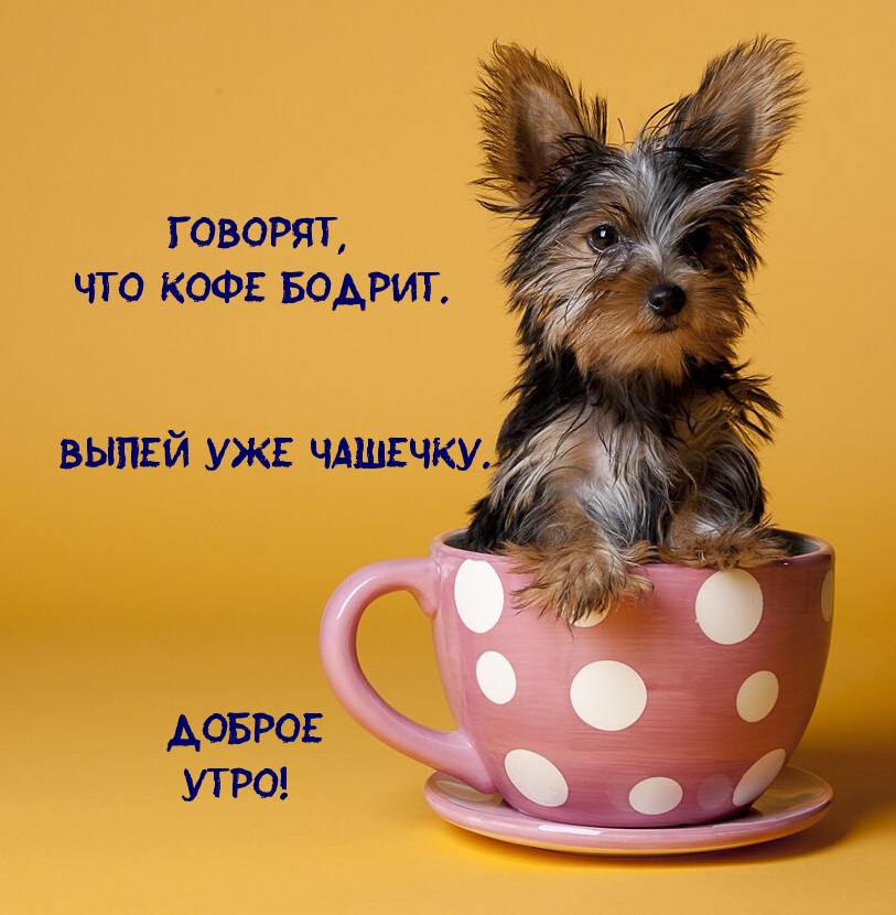 Хостинг картинок yapx.ru