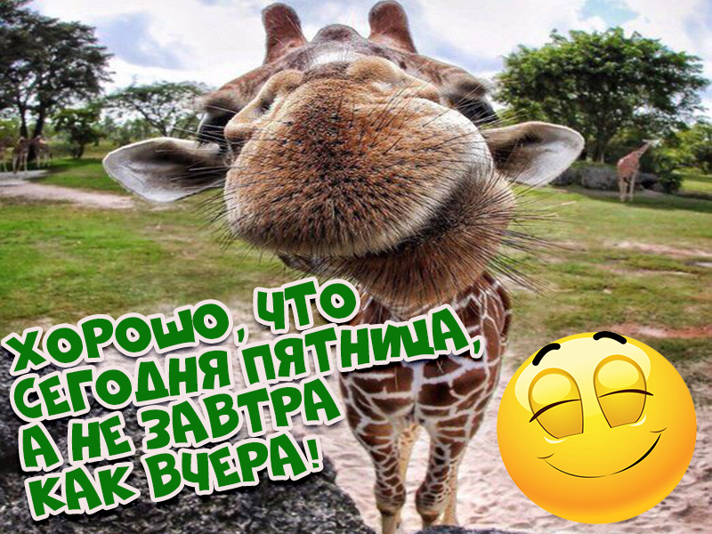 Смешные картинки про пятницу (70 фото).