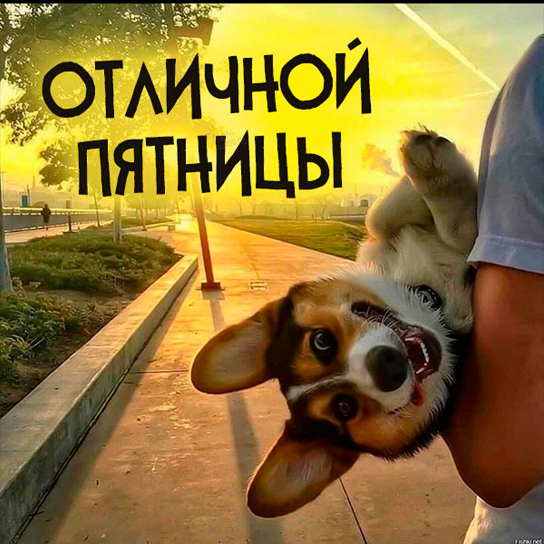 Хостинг картинок yapx.ru