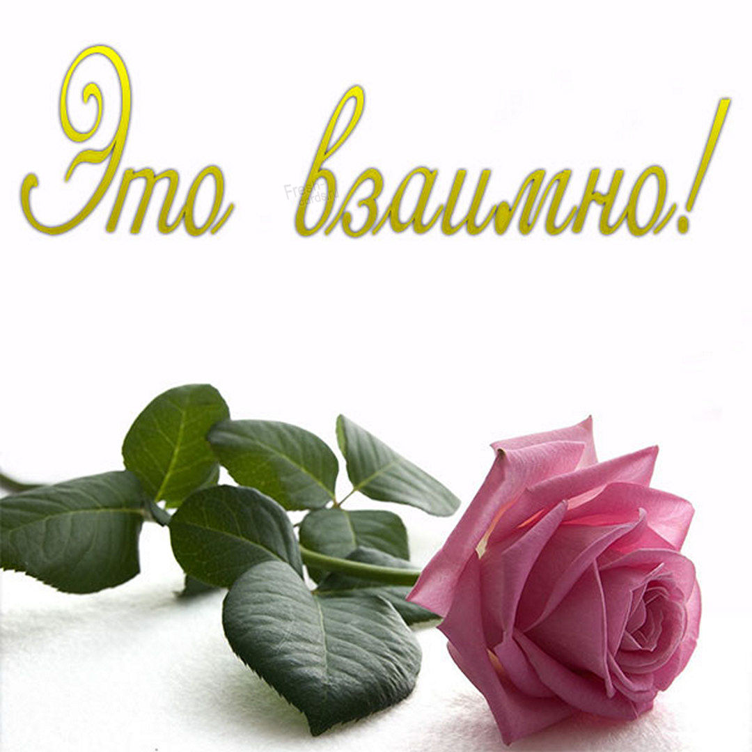 Картинка с розой и надписью это взаимно! Картинка с розой и надписью это взаимно!