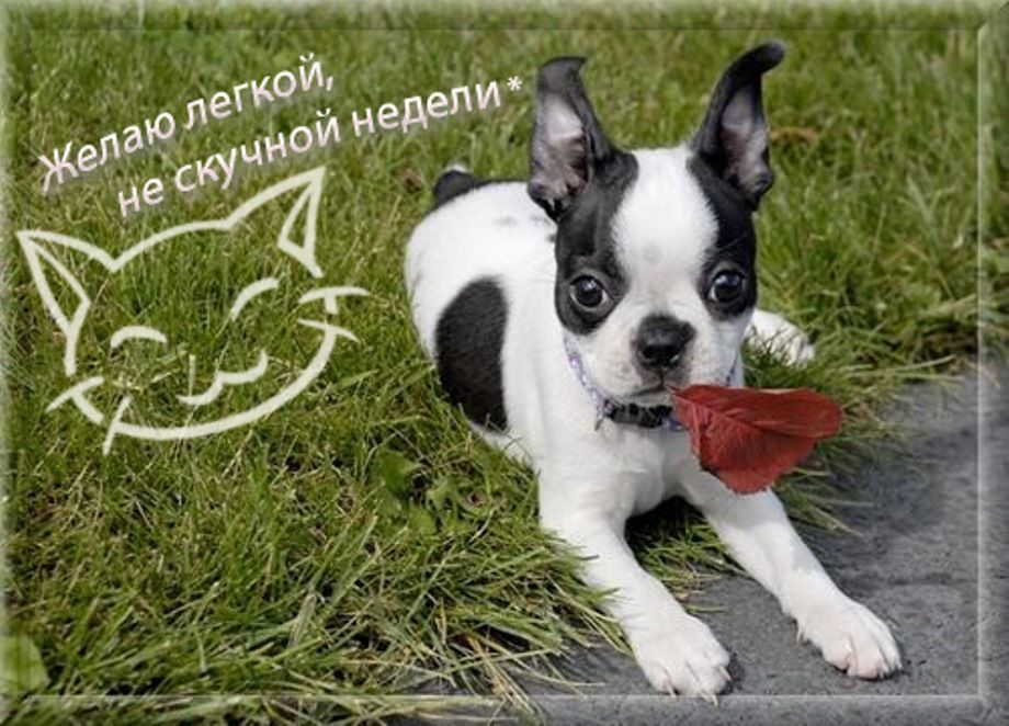 Легкой рабочей недели Легкой рабочей недели