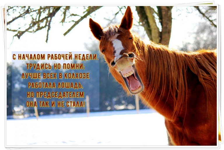 Прикольные картинки с началом рабочей недели. С новой рабочей неделей юмористические картинки. Прикольные картинки с началом рабочей недели. С новой рабочей неделей юмористические картинки.