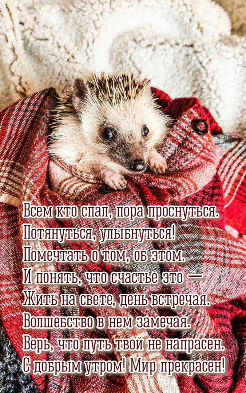 Открытки с добрым утром красивые необычные прикольные Открытки с добрым утром красивые необычные прикольные