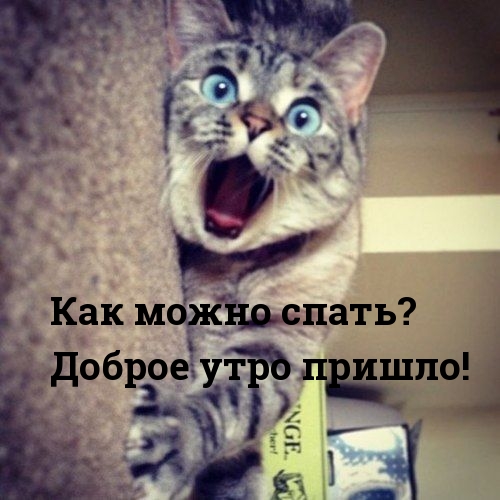 Стикеры с добрым утром прикольные Стикеры с добрым утром прикольные