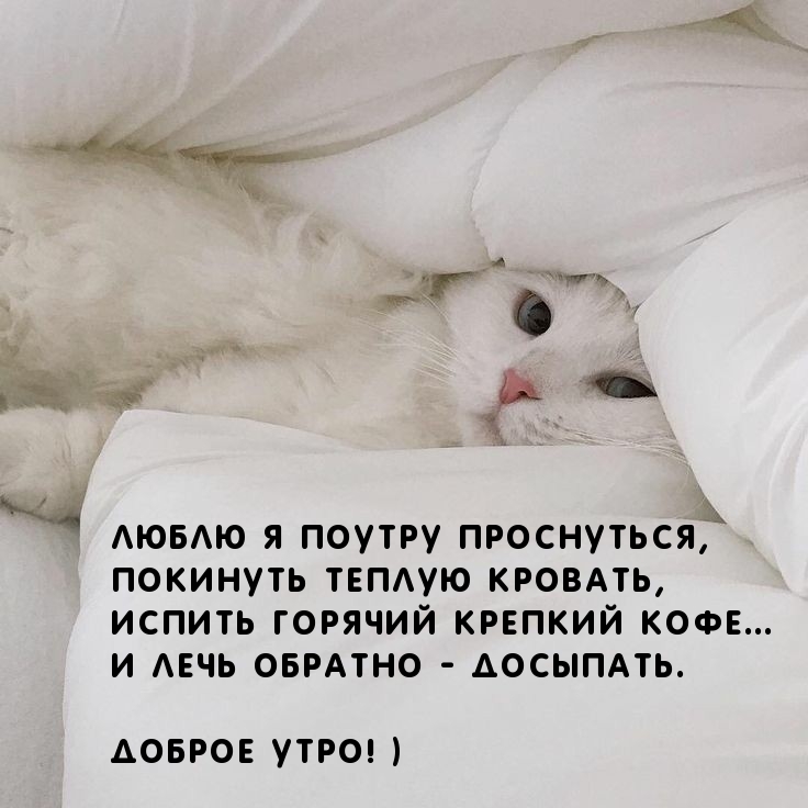 Пожелания доброго утра прикольные. Пожелания доброго утра прикольные.