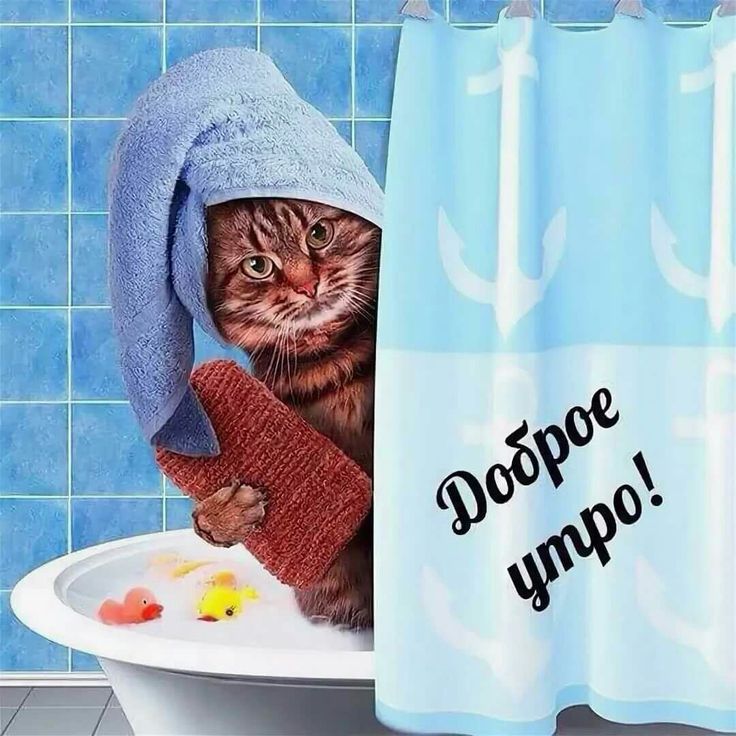 Доброе утречко прикольные картинки (30 фото). Доброе утречко прикольные картинки (30 фото).