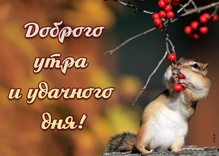 Весёлая картинка доброго утра и удачного дня