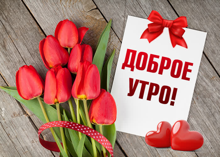 Картинка доброе утро с красными тюльпанами