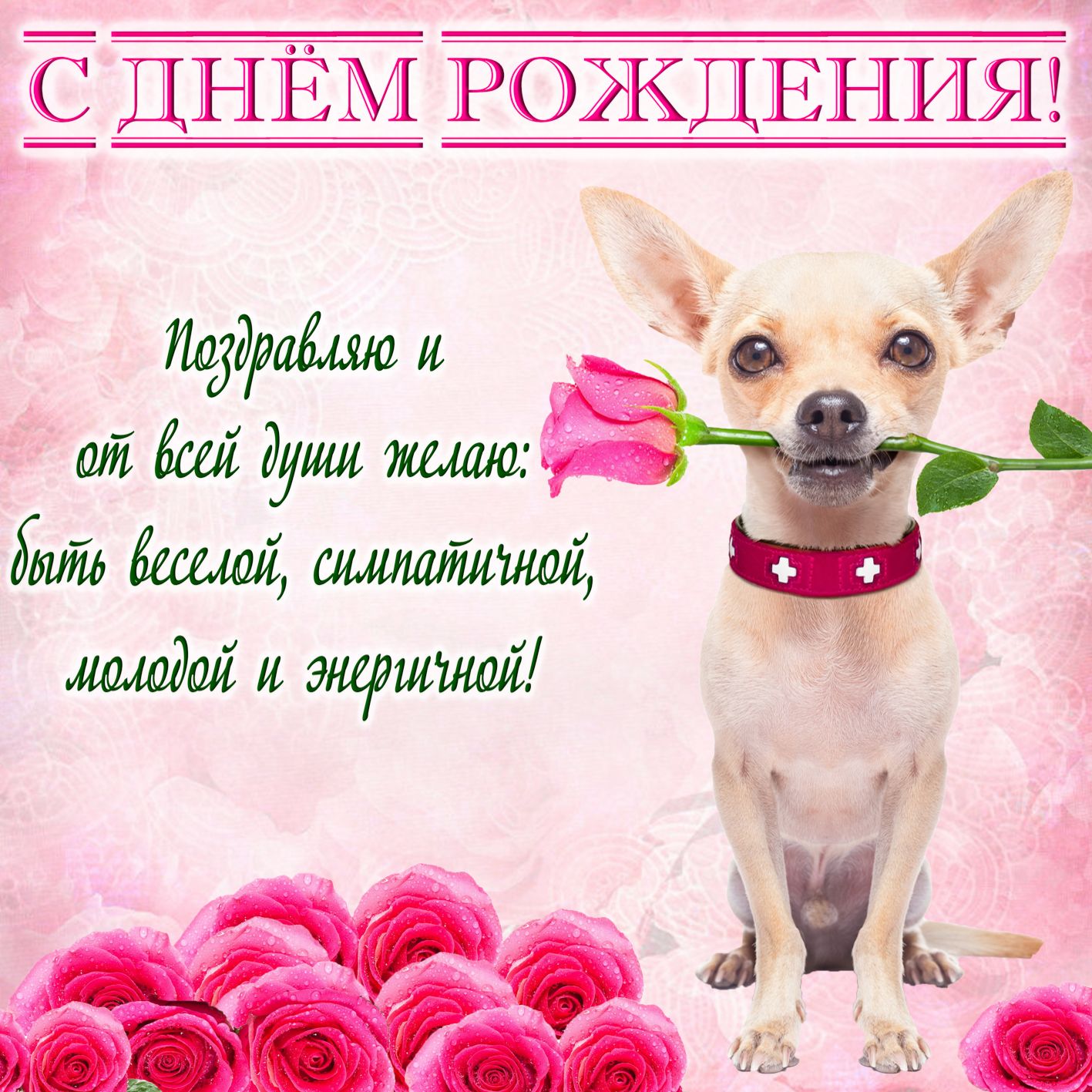 Красивая картинка с собачкой для женщины. Красивая картинка с собачкой для женщины.