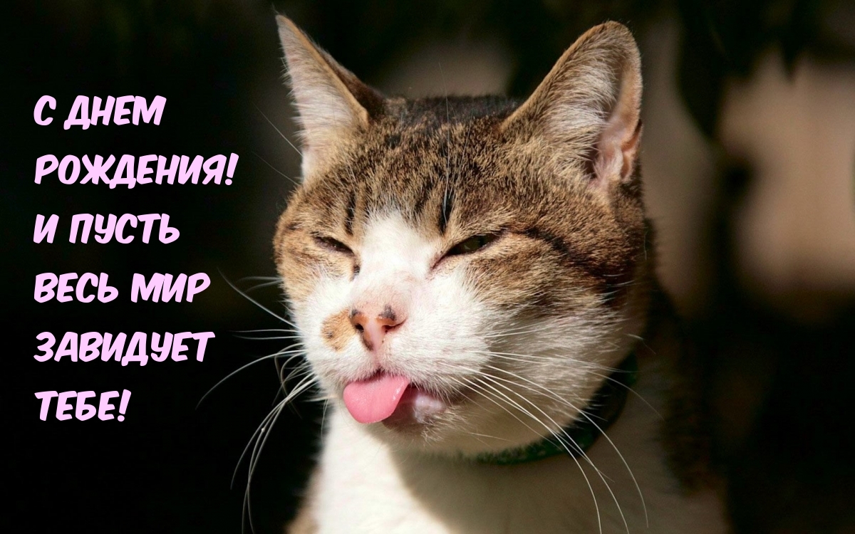 Открытки поздравления с Днем рождения с котиком Открытки поздравления с Днем рождения с котиком