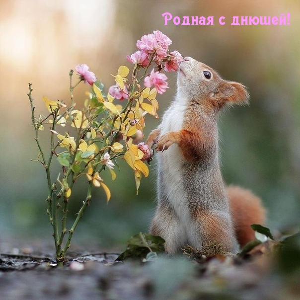 Родная с днюшей, картинка с белочкой! Родная с днюшей, картинка с белочкой!