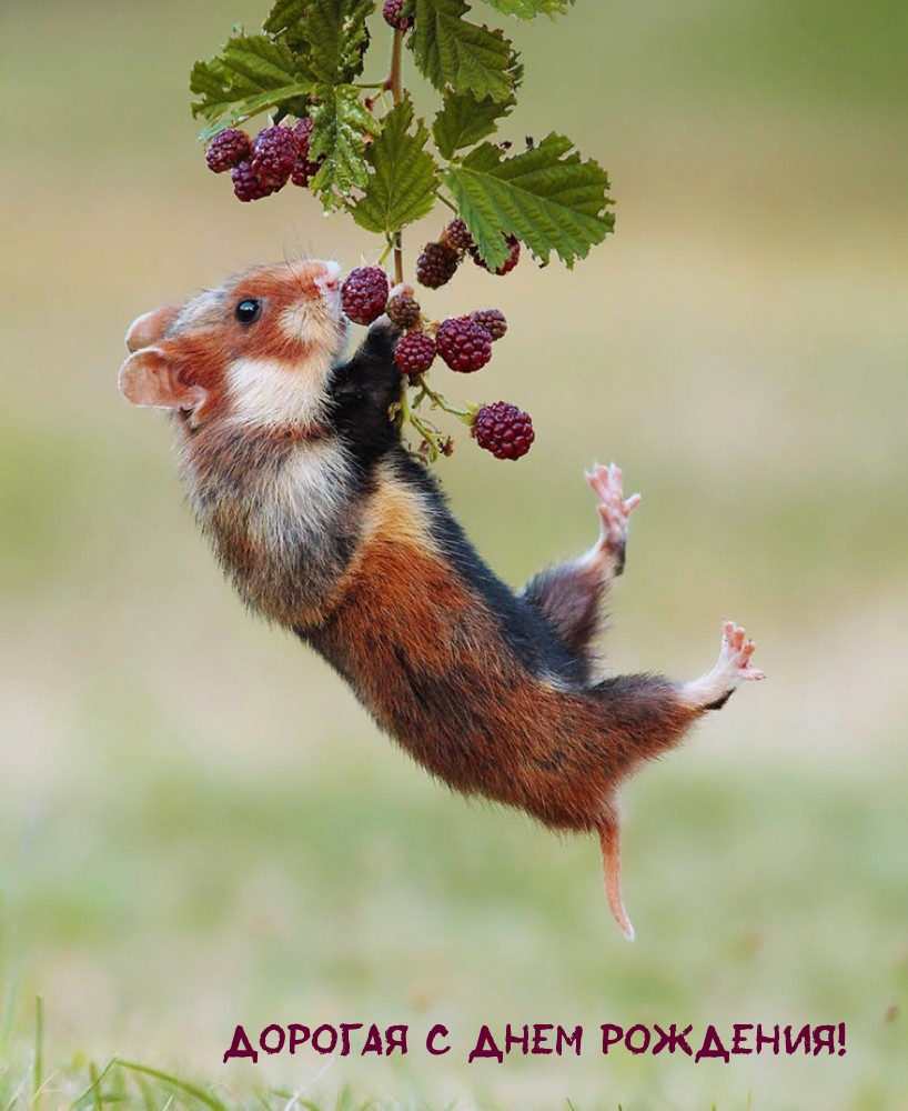 Дорогая с днём рождения! Дорогая с днём рождения!