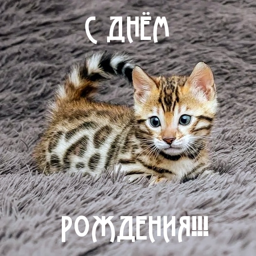 Котенок Котенок