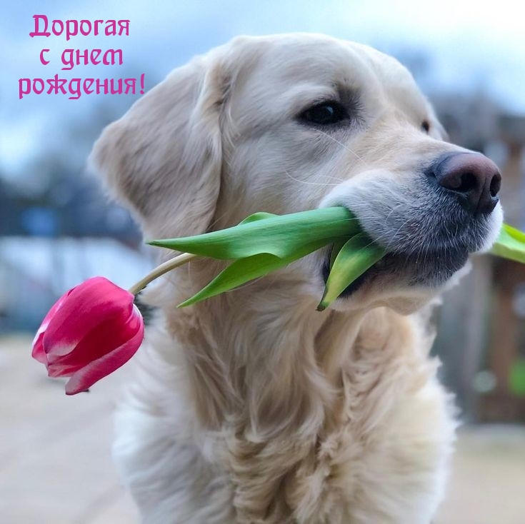 Оригинальные открытки с Днем Рождения женщине с собакой и цветами Оригинальные открытки с Днем Рождения женщине с собакой и цветами