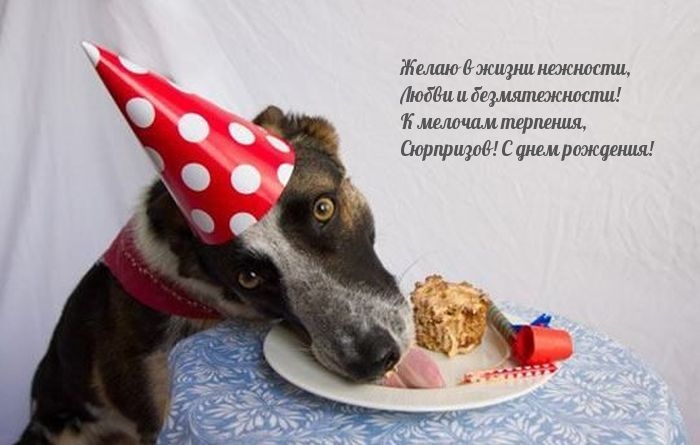 Смешные поздравления с днем рождения Смешные поздравления с днем рождения
