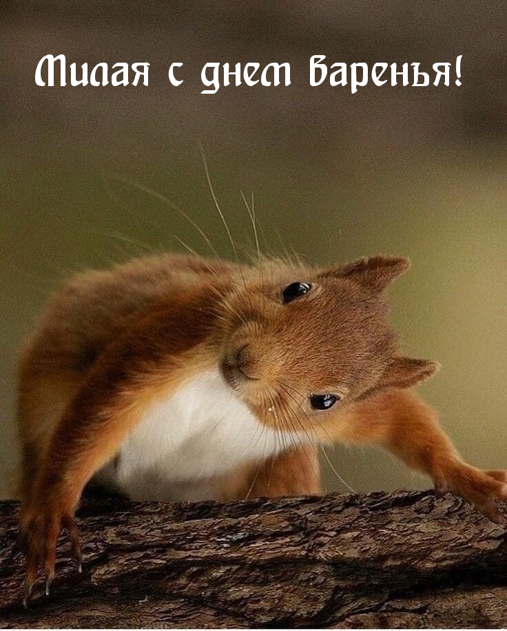 Картинка с белкой на ДР! Картинка с белкой на ДР!