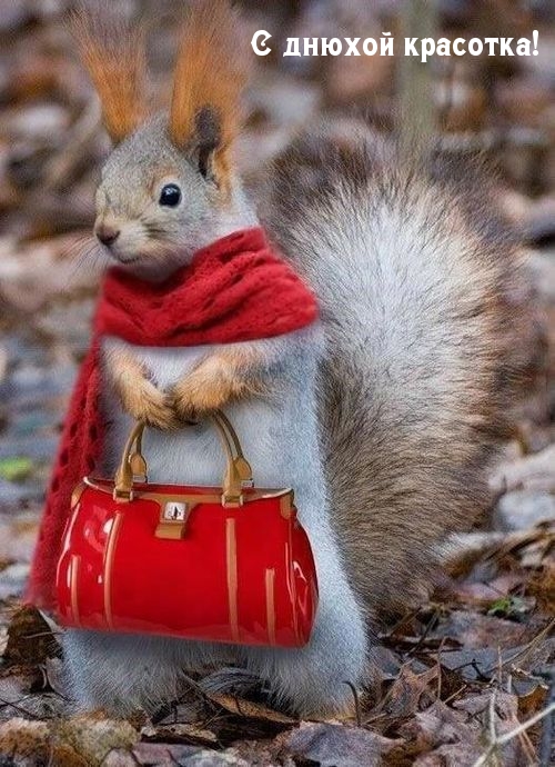 С днюхой красотка, от белочки! С днюхой красотка, от белочки!